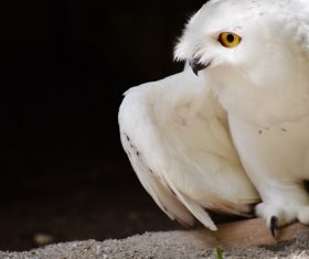 Stock Photo Snowy Owl 02