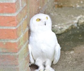 Stock Photo Snowy Owl 03
