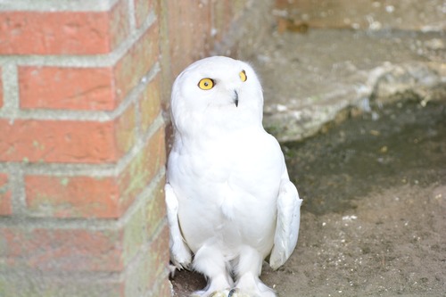 Stock Photo Snowy Owl 03