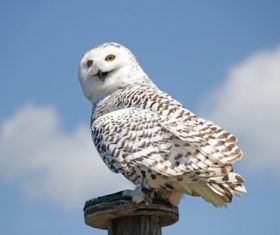 Stock Photo Snowy Owl 04
