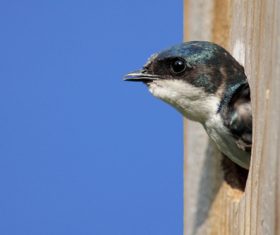 Stock Photo Swallow 02