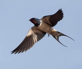 Stock Photo Swallow flight 01