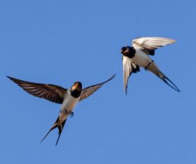 Stock Photo Swallow flight 02