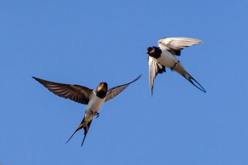 Stock Photo Swallow flight 02