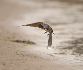 Stock Photo Swallow flight 03