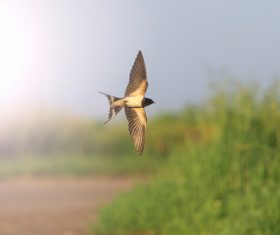 Stock Photo Swallow flight 04