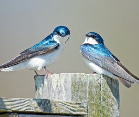 Stock Photo Tree swallow