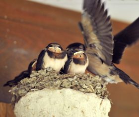 Stock Photo Two young swallows standing in the nest