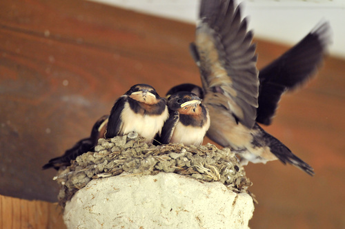 Stock Photo Two young swallows standing in the nest