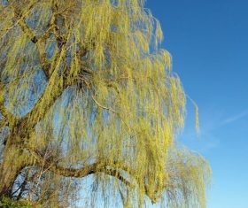 Stock Photo Weeping willow by the river 01