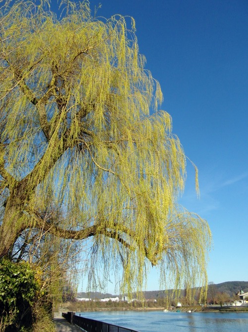 Stock Photo Weeping willow by the river 01