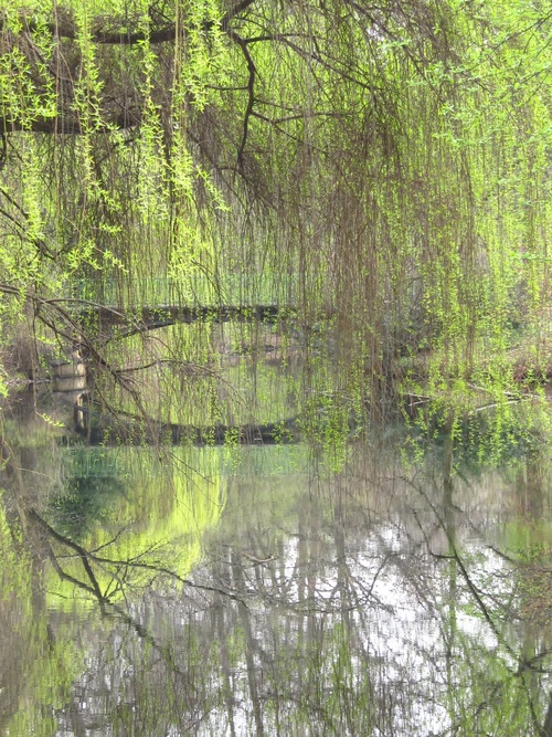 Stock Photo Weeping willow by the river 02