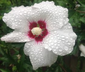 Stock Photo White hibiscus after the rain with water droplets
