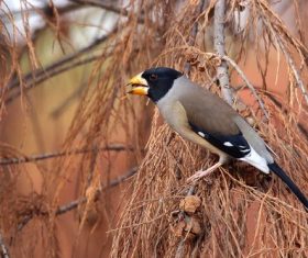Stock Photo Wild Black-tailed Hawfinch 01