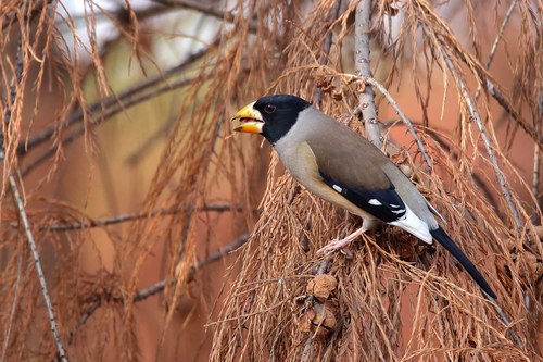 Stock Photo Wild Black-tailed Hawfinch 01