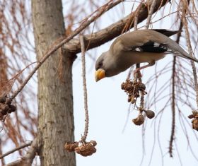Stock Photo Wild Black-tailed Hawfinch 02