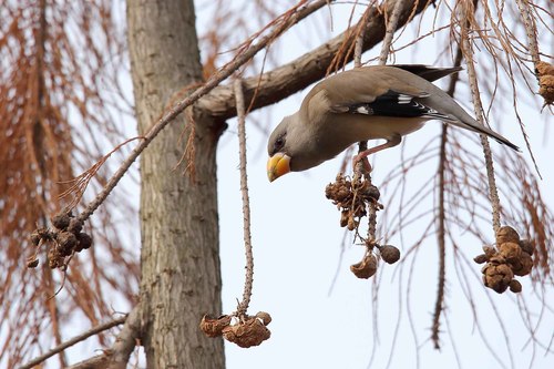 Stock Photo Wild Black-tailed Hawfinch 02