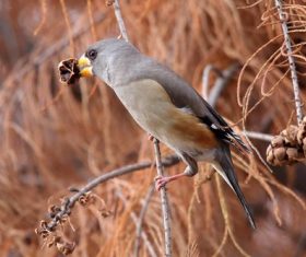 Stock Photo Wild Black-tailed Hawfinch 03