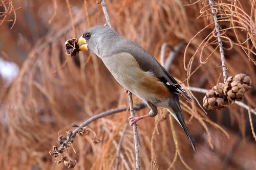 Stock Photo Wild Black-tailed Hawfinch 03