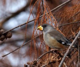 Stock Photo Wild Black-tailed Hawfinch 04