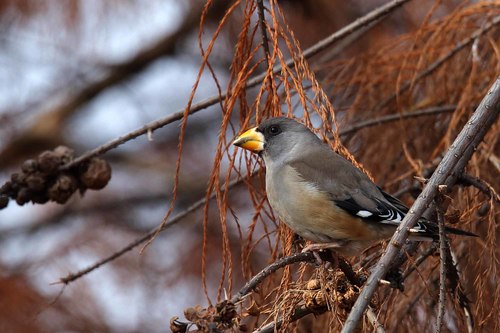 Stock Photo Wild Black-tailed Hawfinch 04