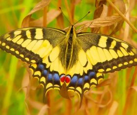 Stock Photo Yellow swallowtail butterfly close-up