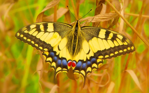 Stock Photo Yellow swallowtail butterfly close-up