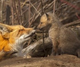 Stock Photo a fox cub and a female fox