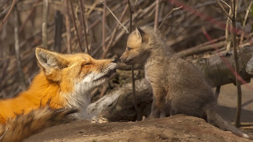 Stock Photo a fox cub and a female fox