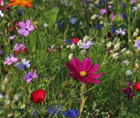 Summer blooming wild flowers Stock Photo