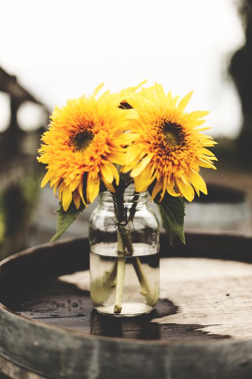 Sunflower placed in a water bottle Stock Photo
