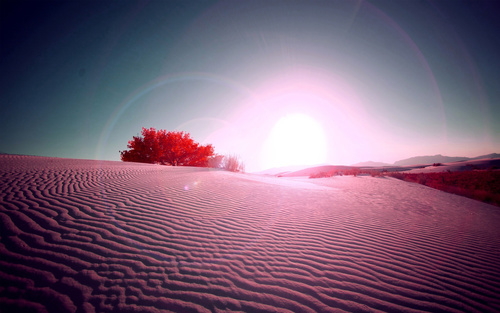 Sunny natural scenery in the desert Stock Photo 01