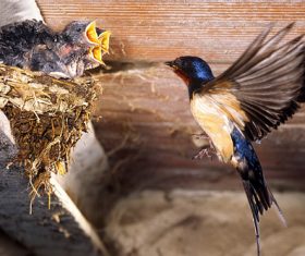 Swallow feeding young swallows Stock Photo 01