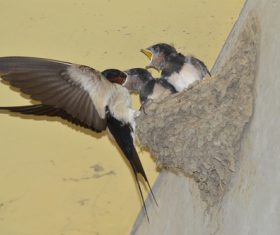 Swallow feeding young swallows Stock Photo 02