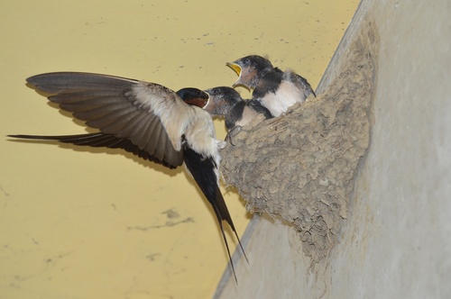Swallow feeding young swallows Stock Photo 02