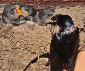 Swallow feeding young swallows Stock Photo 03