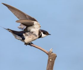 Swallow standing on a branch Stock Photo 01