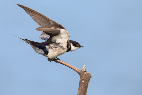 Swallow standing on a branch Stock Photo 01