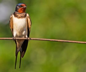 Swallow standing on a branch Stock Photo 02