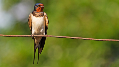 Swallow standing on a branch Stock Photo 02
