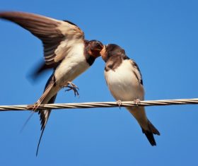 Swallow standing on a branch Stock Photo 03