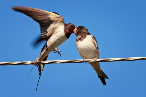 Swallow standing on a branch Stock Photo 03