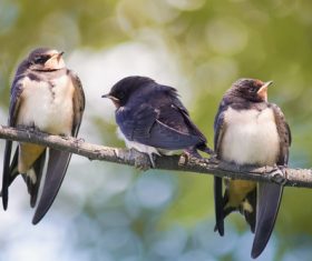 Swallow standing on a branch Stock Photo 04
