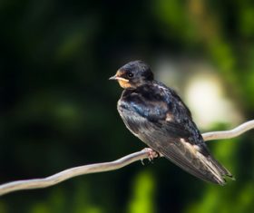 Swallow standing on a branch Stock Photo 05