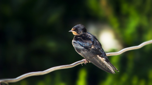 Swallow standing on a branch Stock Photo 05
