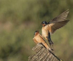 Swallow standing on a branch Stock Photo 06