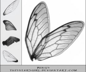 Transparent wings photoshop brushes