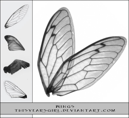 Transparent wings photoshop brushes