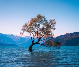 Tree in the water Stock Photo