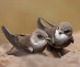 Two carg Martin Stock Photo